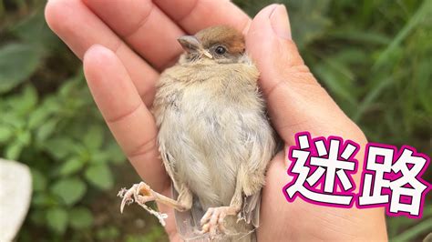 小鳥飛到家裡|【有鳥飛進家裏】有鳥飛進家裡！破解常見迷信，揭開牠飛來的真。